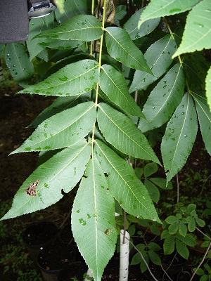 carya x ( illinoinensis x ovata ) cayer x pacanier ovale